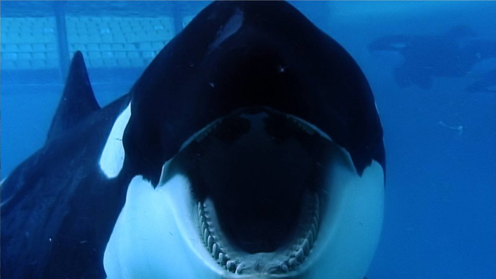 blackfish movie