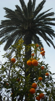 oranges_palmier.jpg